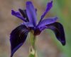 Iris KR3739